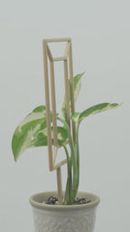 Picture Frame Trellis