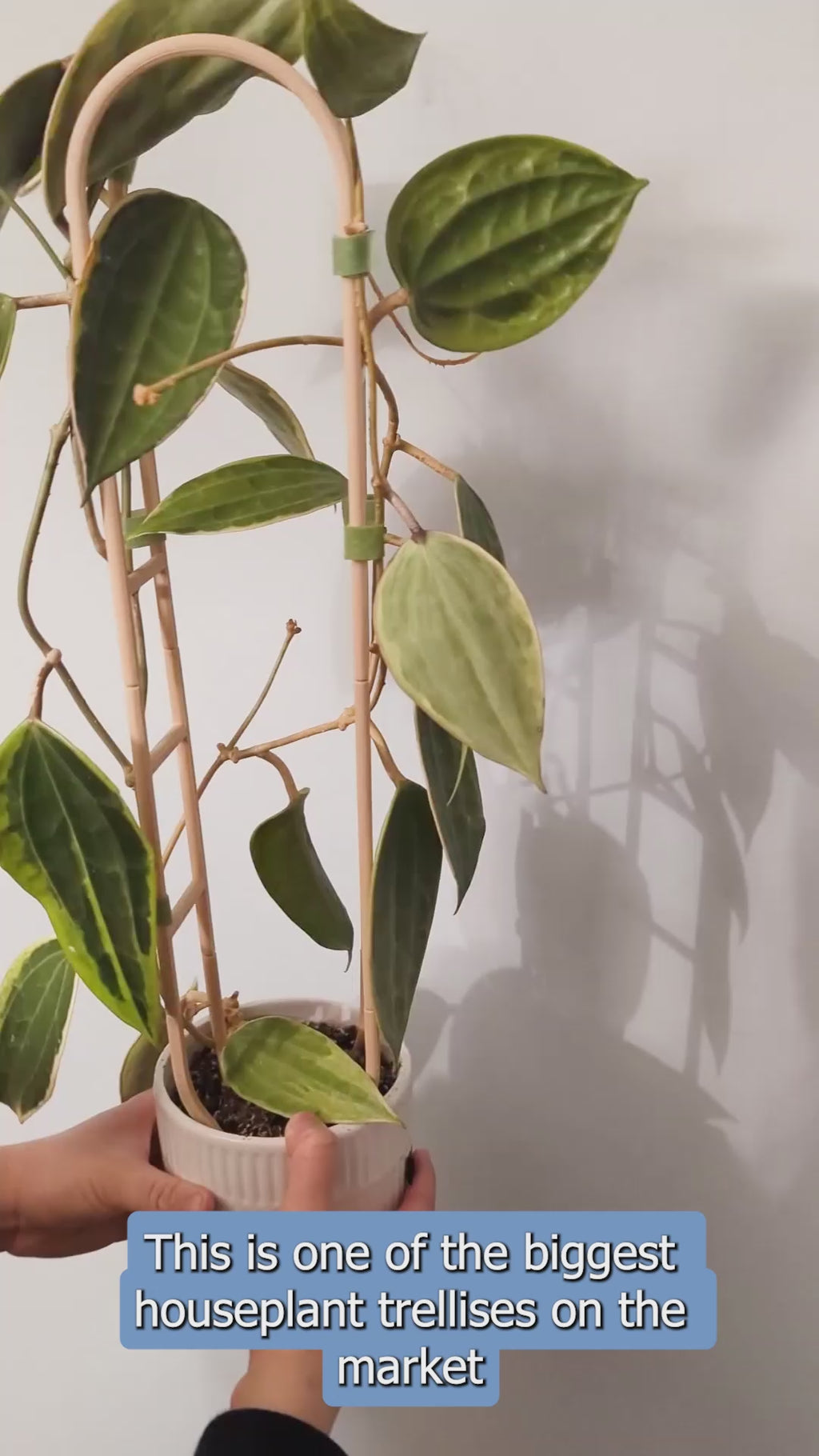 Arbor Trellis