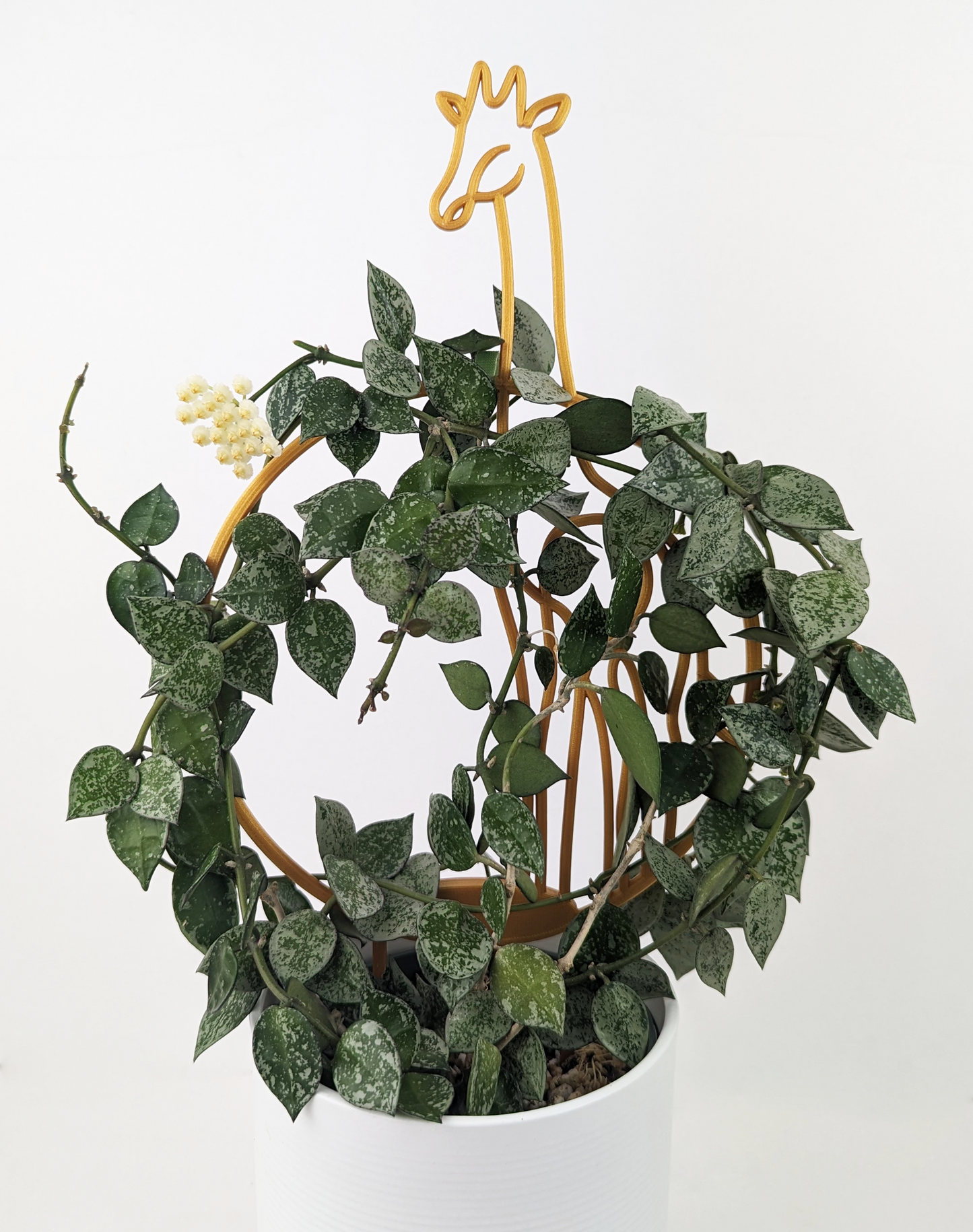 A circular trellis with a giraffe and it's head is poking out from the top of the circle. It is surrounded by hoya vines.