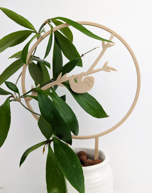 Sloth circle trellis with a hoya vine wrapped around it