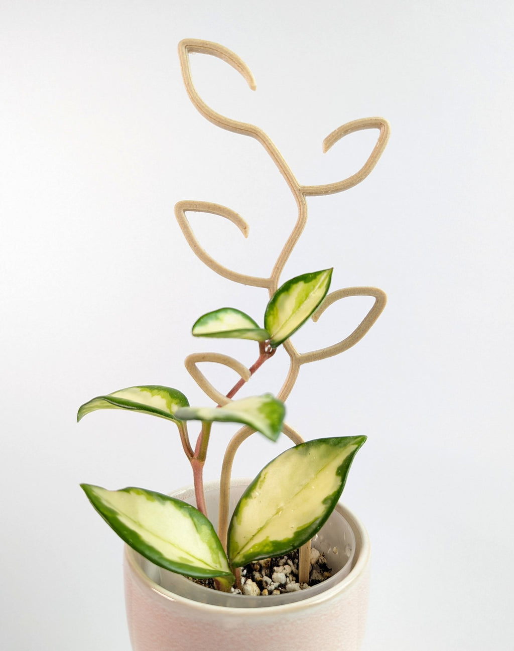 Small leaf trellis supporting a hoya princess propagation