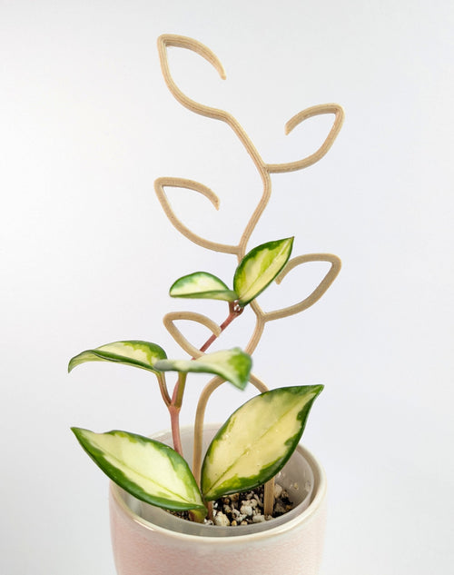 Small leaf trellis supporting a hoya princess propagation