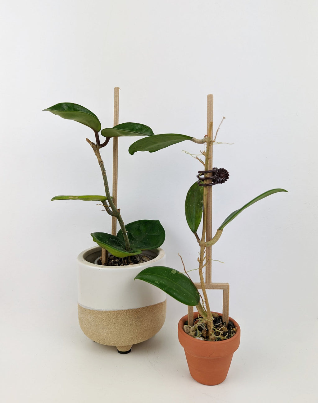 Double legged plant stakes in tiny pots, each supporting a single hoya propagation