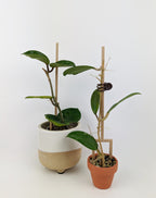Double legged plant stakes in tiny pots, each supporting a single hoya propagation