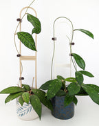 Two extra large U trellises, wood and white, supporting hoya vines