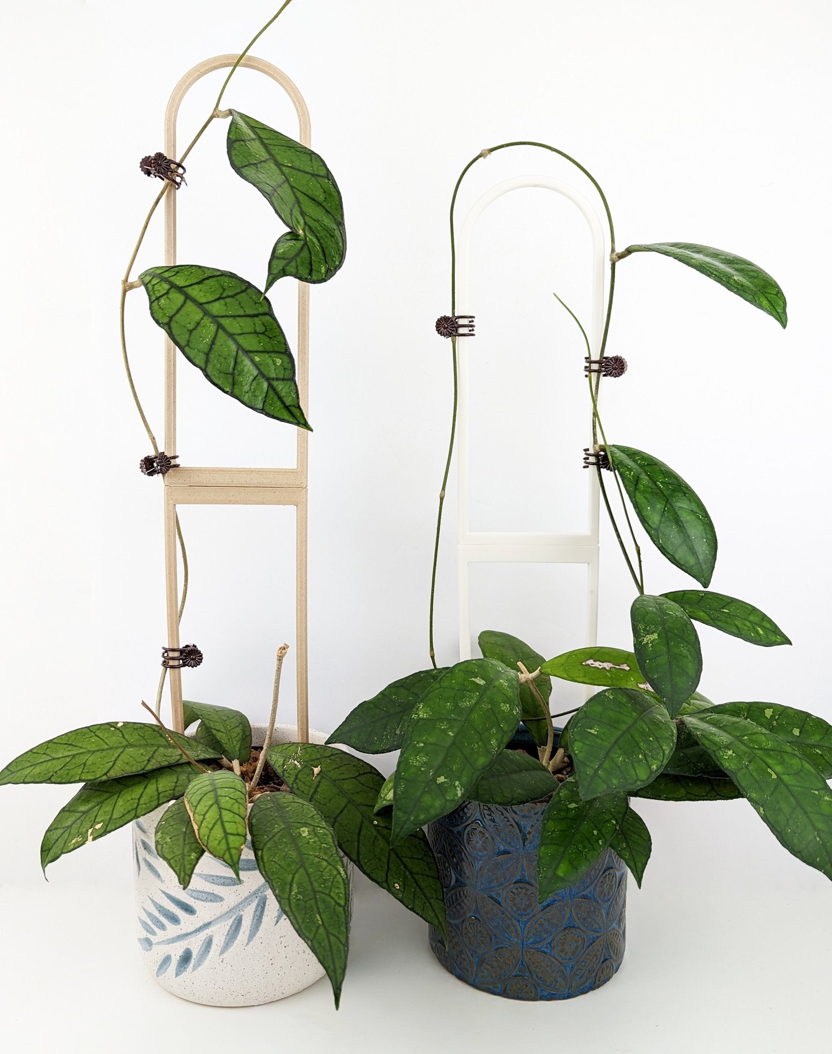 Two extra large U trellises, wood and white, supporting hoya vines