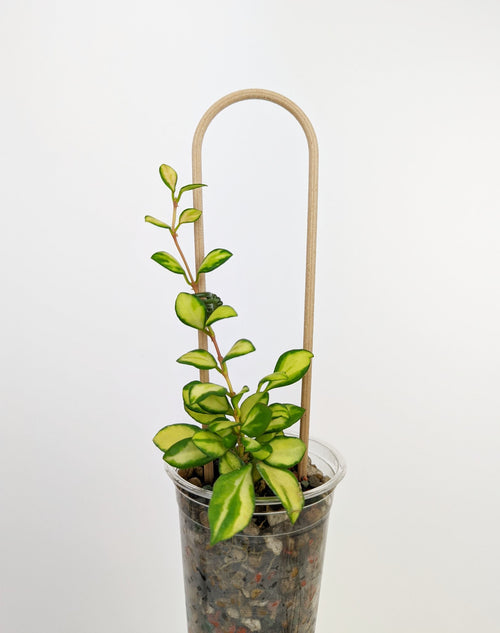 Wood U trellis supporting a hoya heuschkeliana variegata in a clear pon cup