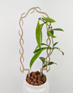 Wood U wreath trellis supporting a hoya sp. ambon in a white ceramic pot with leca