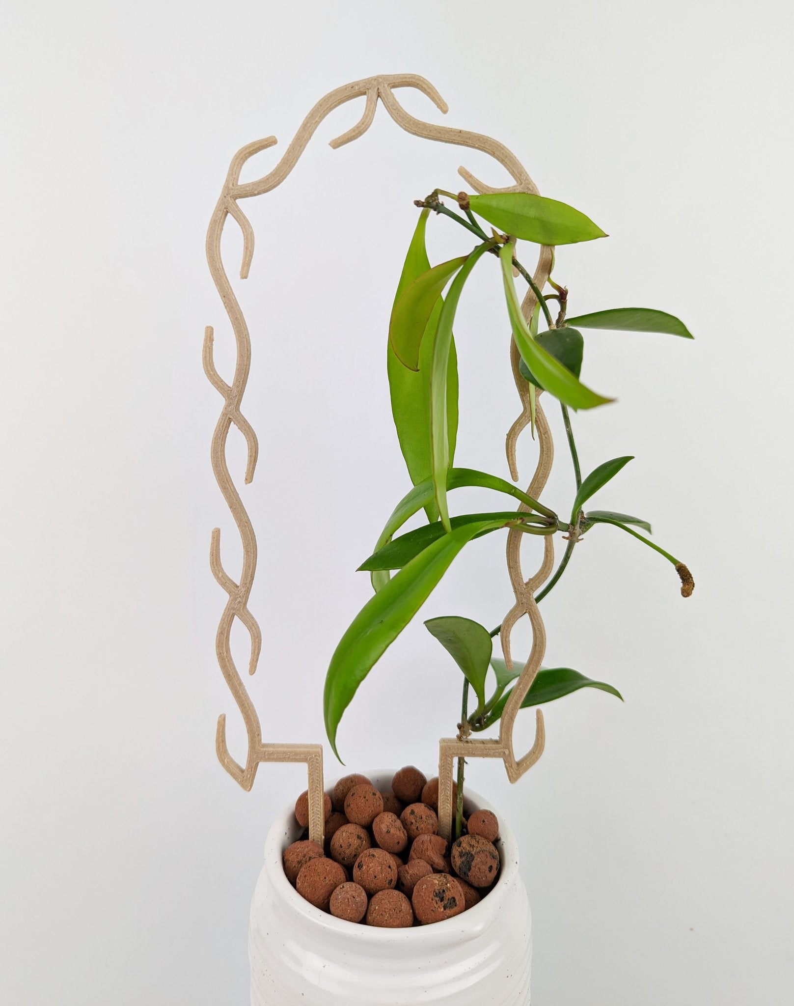 Wood U wreath trellis supporting a hoya sp. ambon in a white ceramic pot with leca
