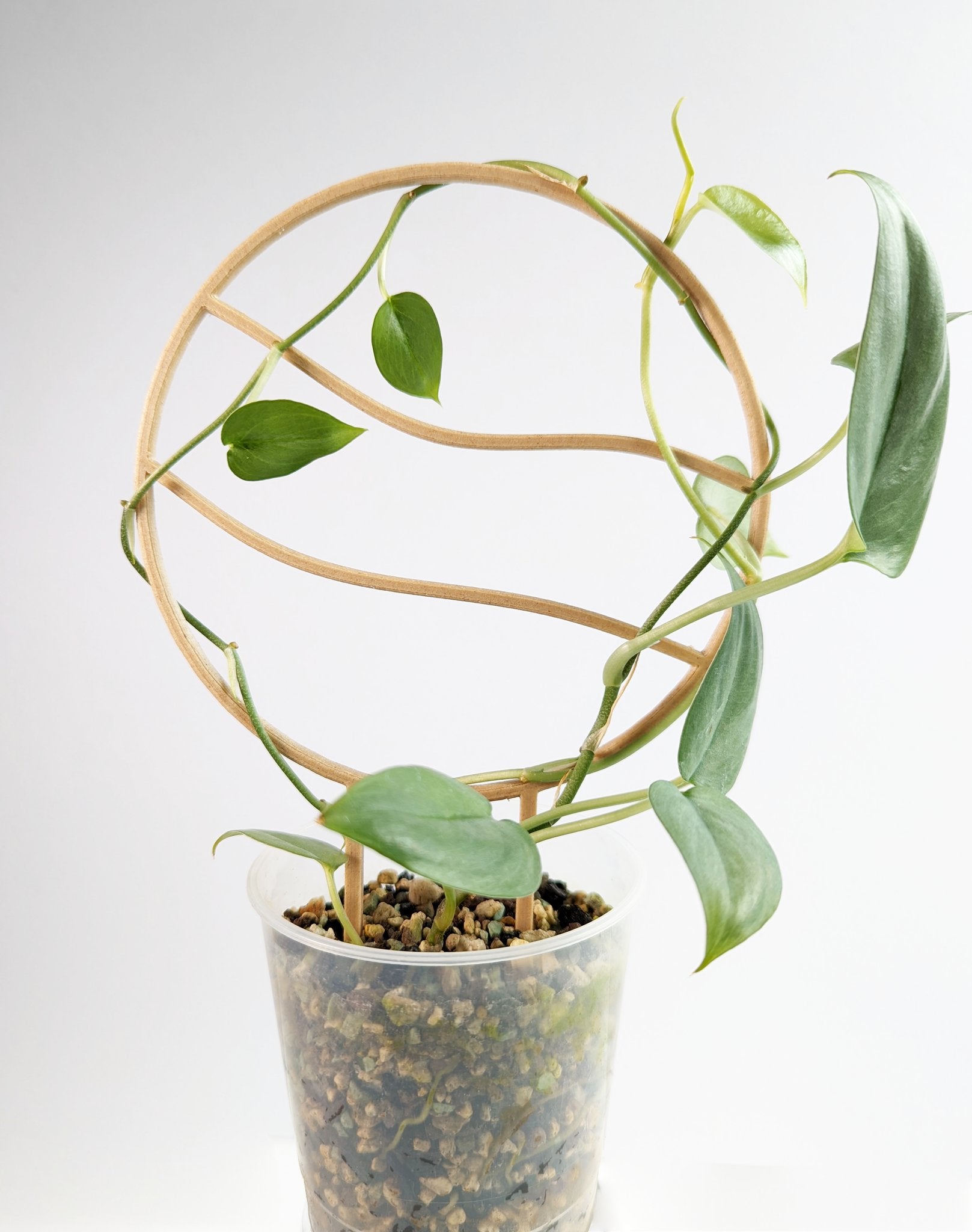Six inch wavy circle trellis with a scindapsus platinum vine in a clear pon pot