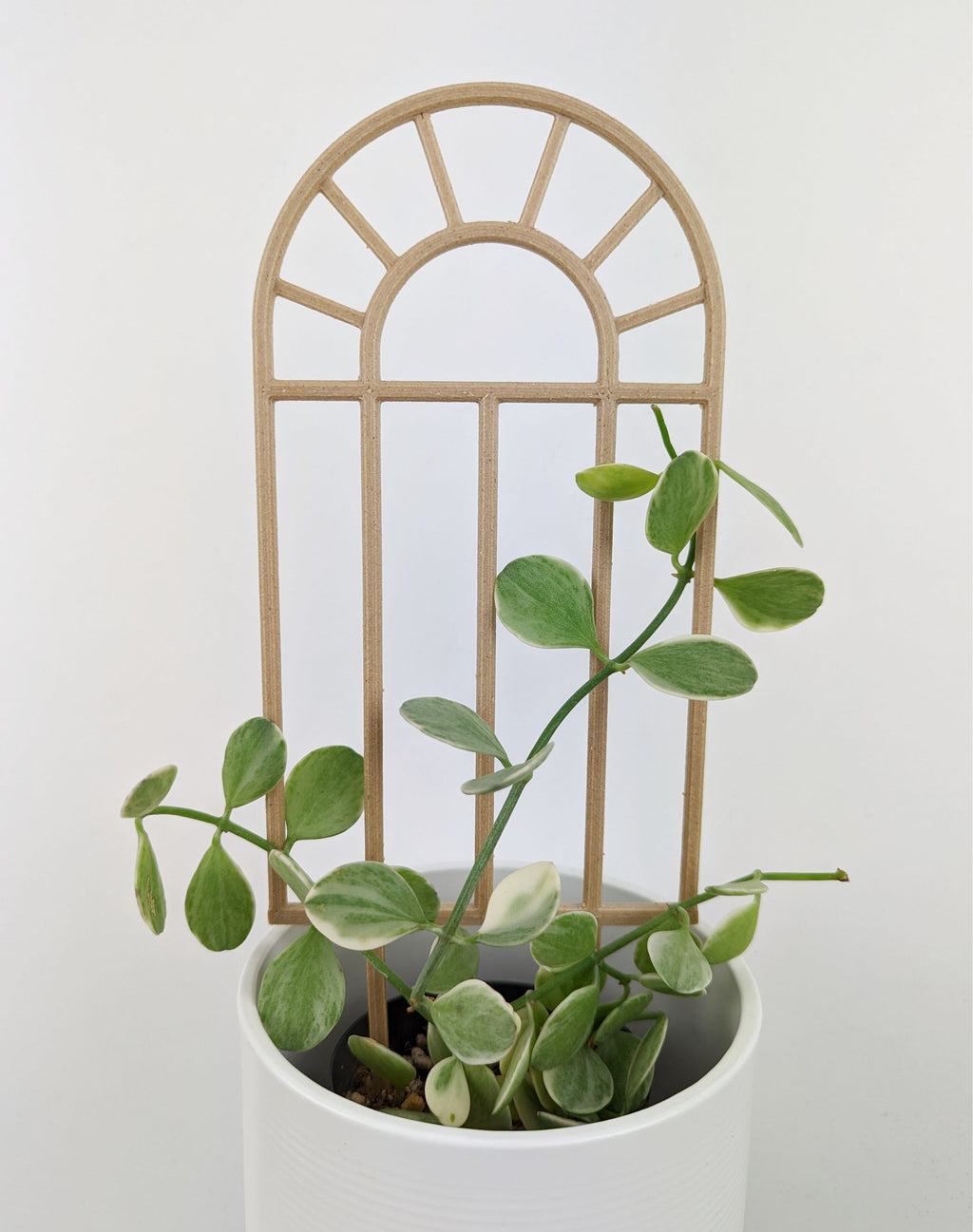 Arch window trellis supporting a small variegated dischidia in a white pot