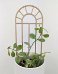 Arch window trellis supporting a small variegated dischidia in a white pot