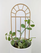 Arch window trellis supporting a small variegated dischidia in a white pot