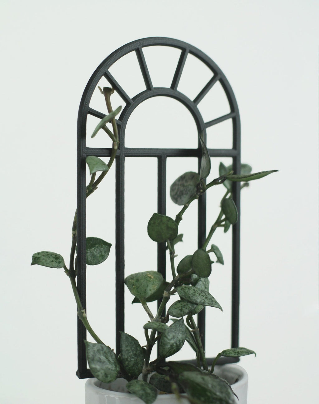 Black arch window trellis for small indoor plants