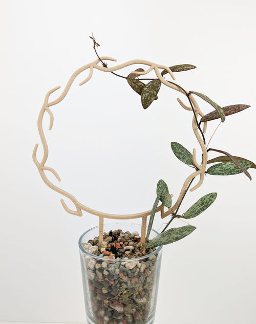 Wood wreath trellis supporting a hoya sigillatis in a clear pon container