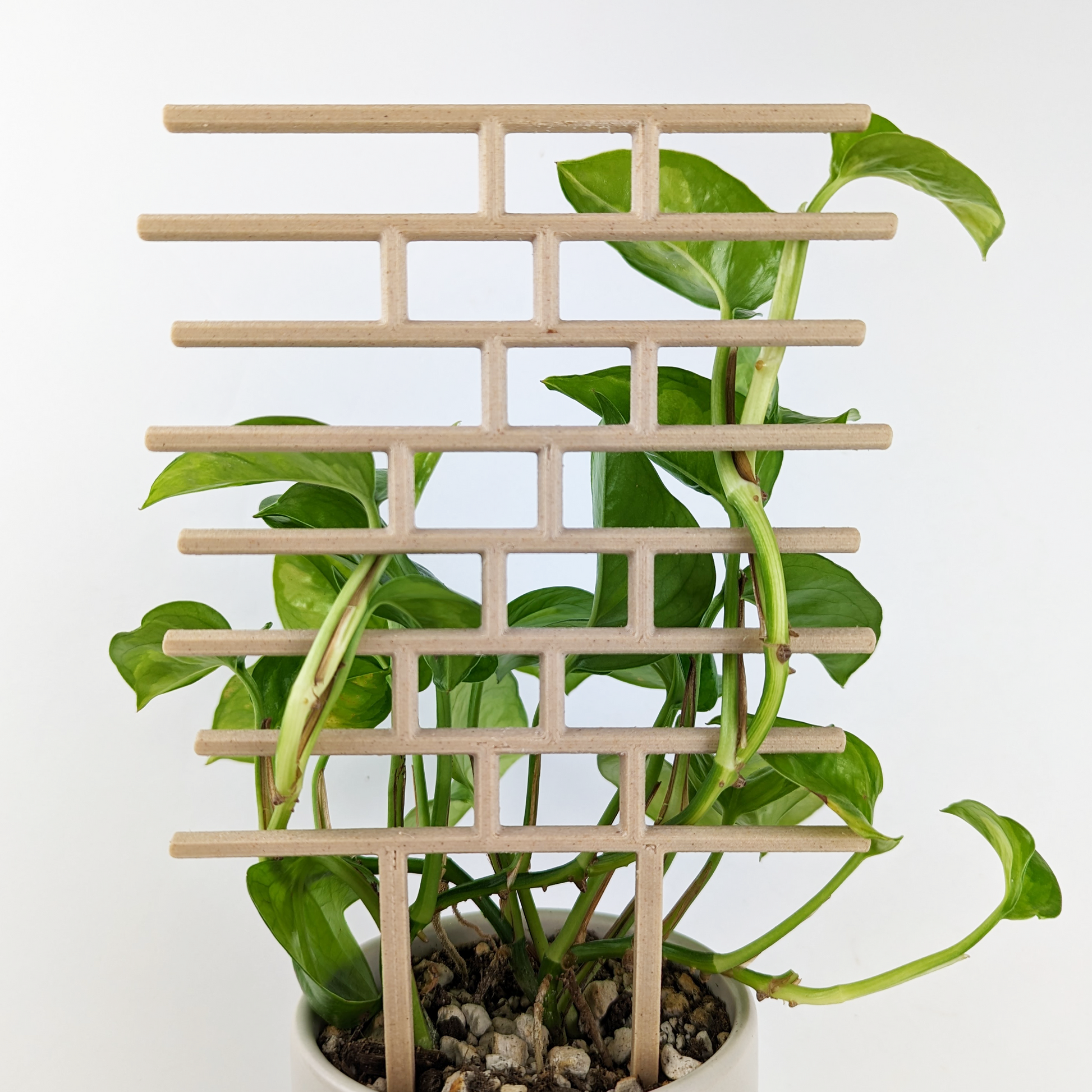 Bricks inspired trellis in wood color support global green pothos, back view to show how vines are interweaved without the need for clips or tape.