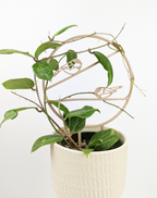 Hoya Elliptica around the chickadee trellis in wood colour. It is in a cream coloured pot, against a plain white background.