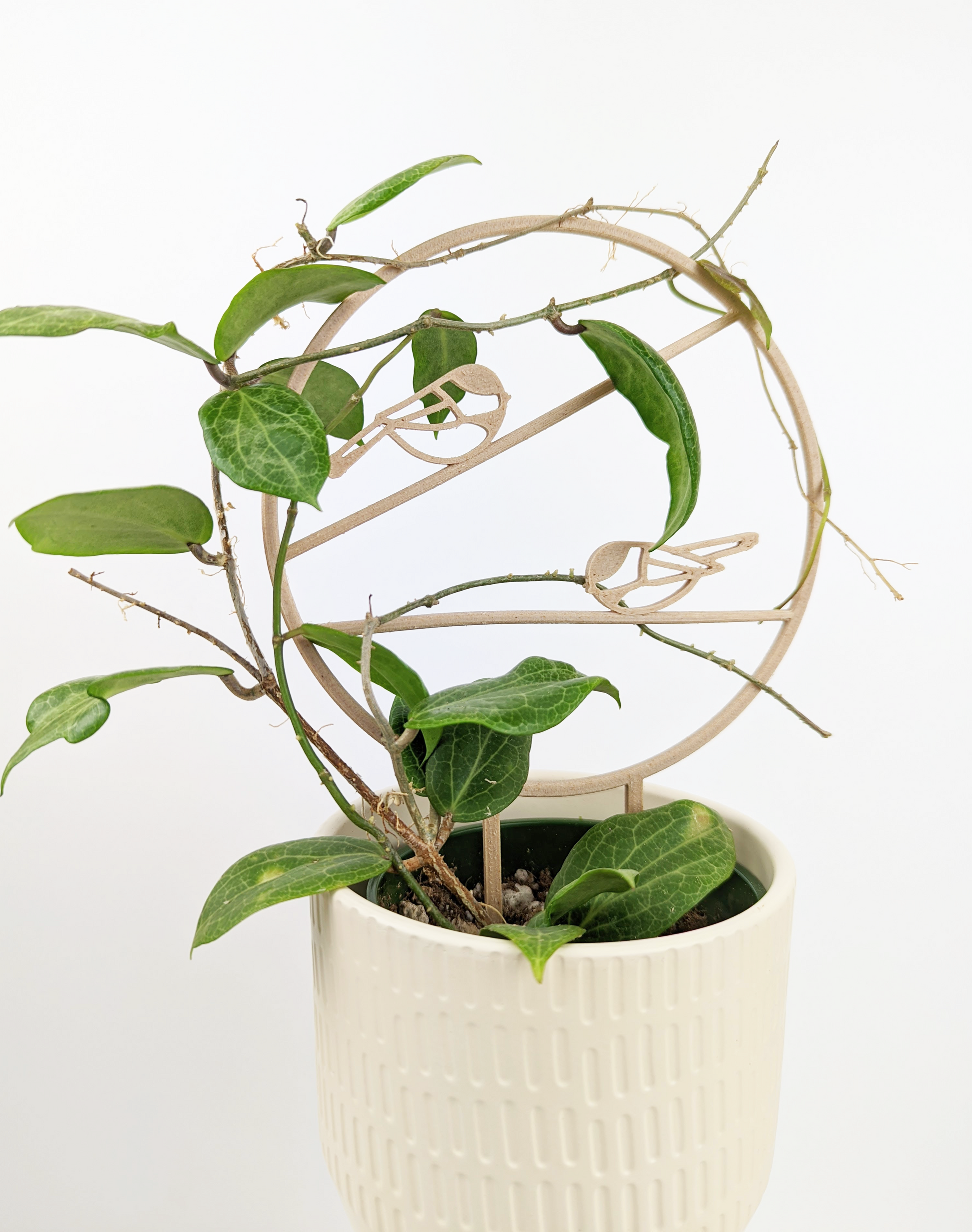 Hoya Elliptica around the chickadee trellis in wood colour. It is in a cream coloured pot, against a plain white background.