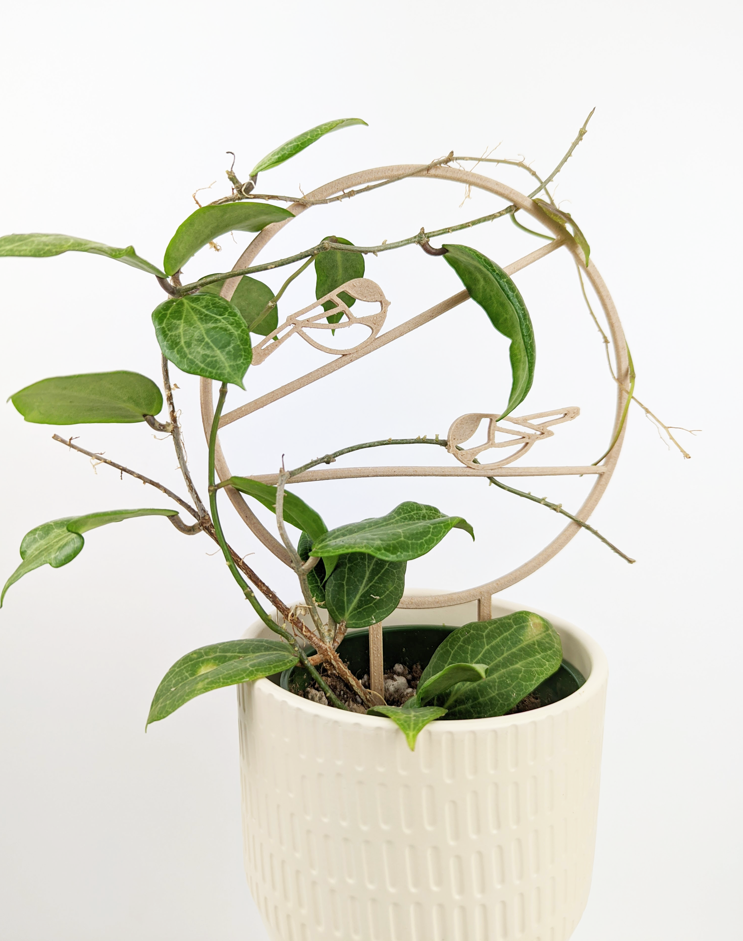 Hoya Elliptica around the chickadee trellis in wood colour. It is in a cream coloured pot, against a plain white background.