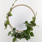 A circle trellis with a hoya krohniana wrapped around it in a small white pot.