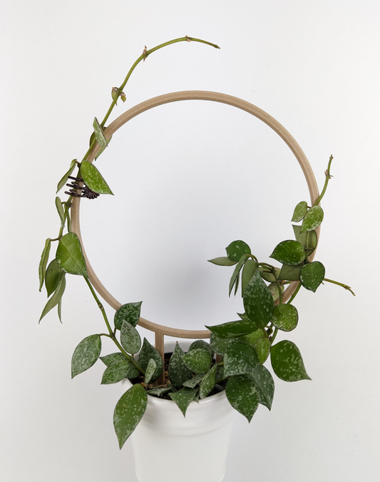 A circle trellis with a hoya krohniana wrapped around it in a small white pot.