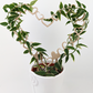 A heart shaped trellis made up of smaller open hearts with hoya vine wrapped around it