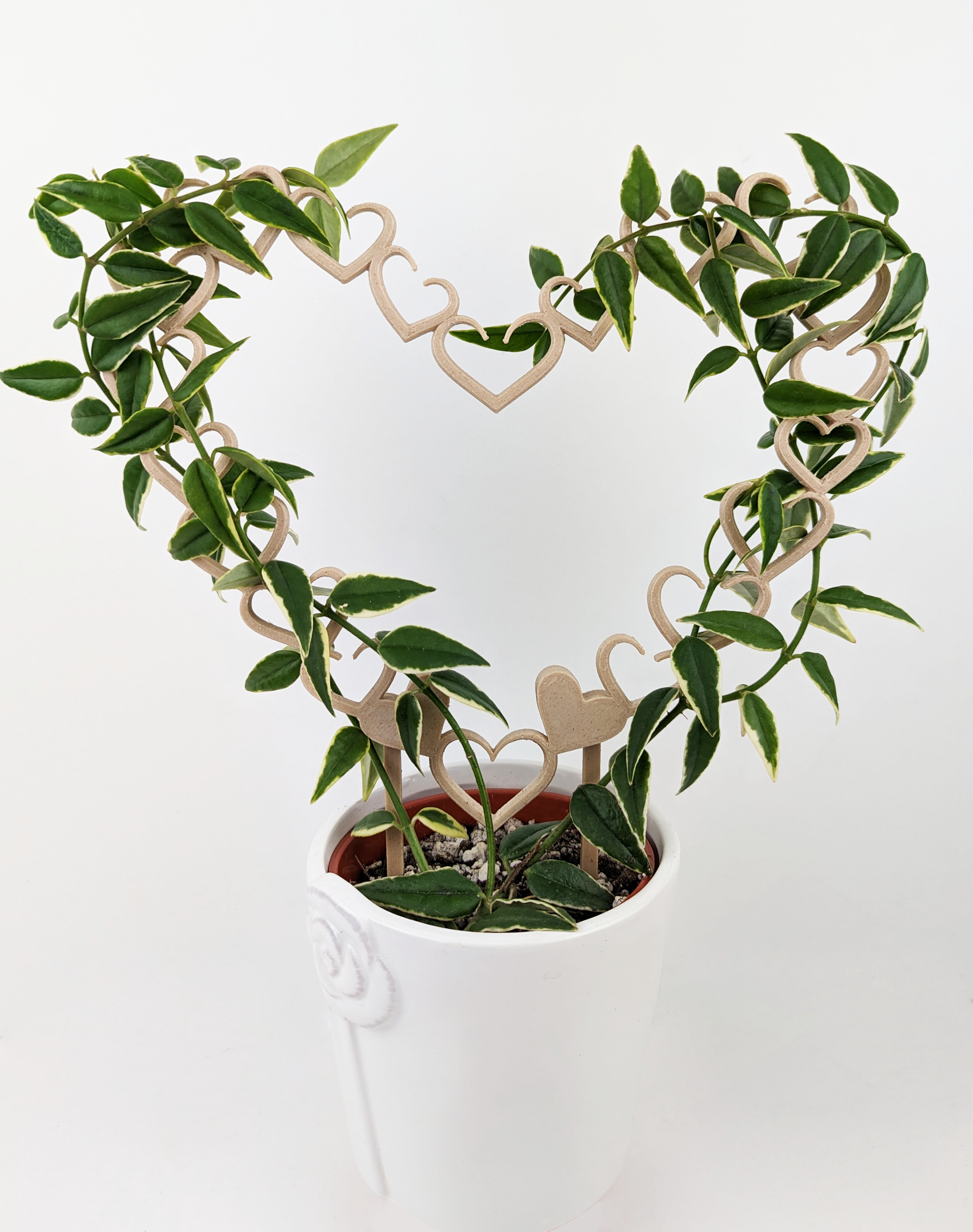 heart vine indoor plant Open Hearts Plant Trellis for Hoya & Indoor Plants – Moss Trail Designs