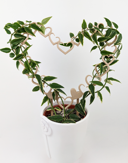 A heart shaped trellis made up of smaller open hearts with hoya vine wrapped around it