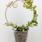 Gecko circular trellis with hoya vine around it