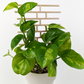 Brick pattern inspired trellis in wood colour, supporting a global green pothos in beige pot.