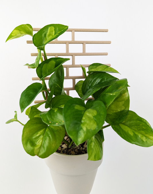 Brick pattern inspired trellis in wood colour, supporting a global green pothos in beige pot.