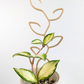 Small Leaf trellis supporting a hoya princess progagation.