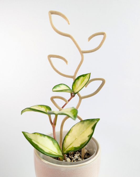 Small Leaf trellis supporting a hoya princess progagation.