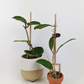 A couple of double legged stakes in tiny pots each supporting a single stemmed hoya propagation