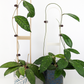 Two extra large U trellises, wood on the left and white on the right supporting hoya vines. 