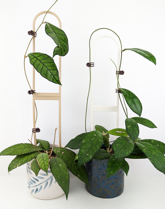 Two extra large U trellises, wood on the left and white on the right supporting hoya vines. 