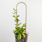 U Trellis in wood color, supporting a hoya heuschkeliana variegata planted in pon in a clear cup