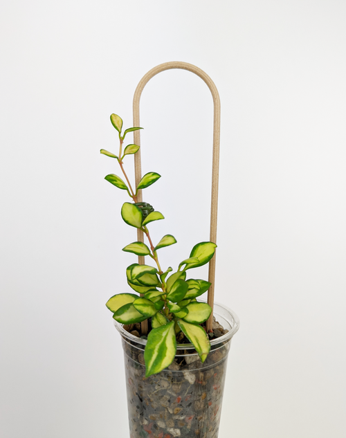 Wood U trellis supporting a hoya heuschkeliana variegata in a clear pon cup