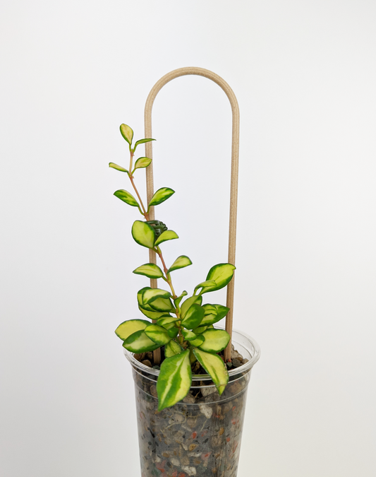 U Trellis in wood color, supporting a hoya heuschkeliana variegata planted in pon in a clear cup