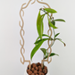 U Wreath Trellis in wood color, supporting a hoya sp. ambon plant. It is in a white ceramic pot with leca.