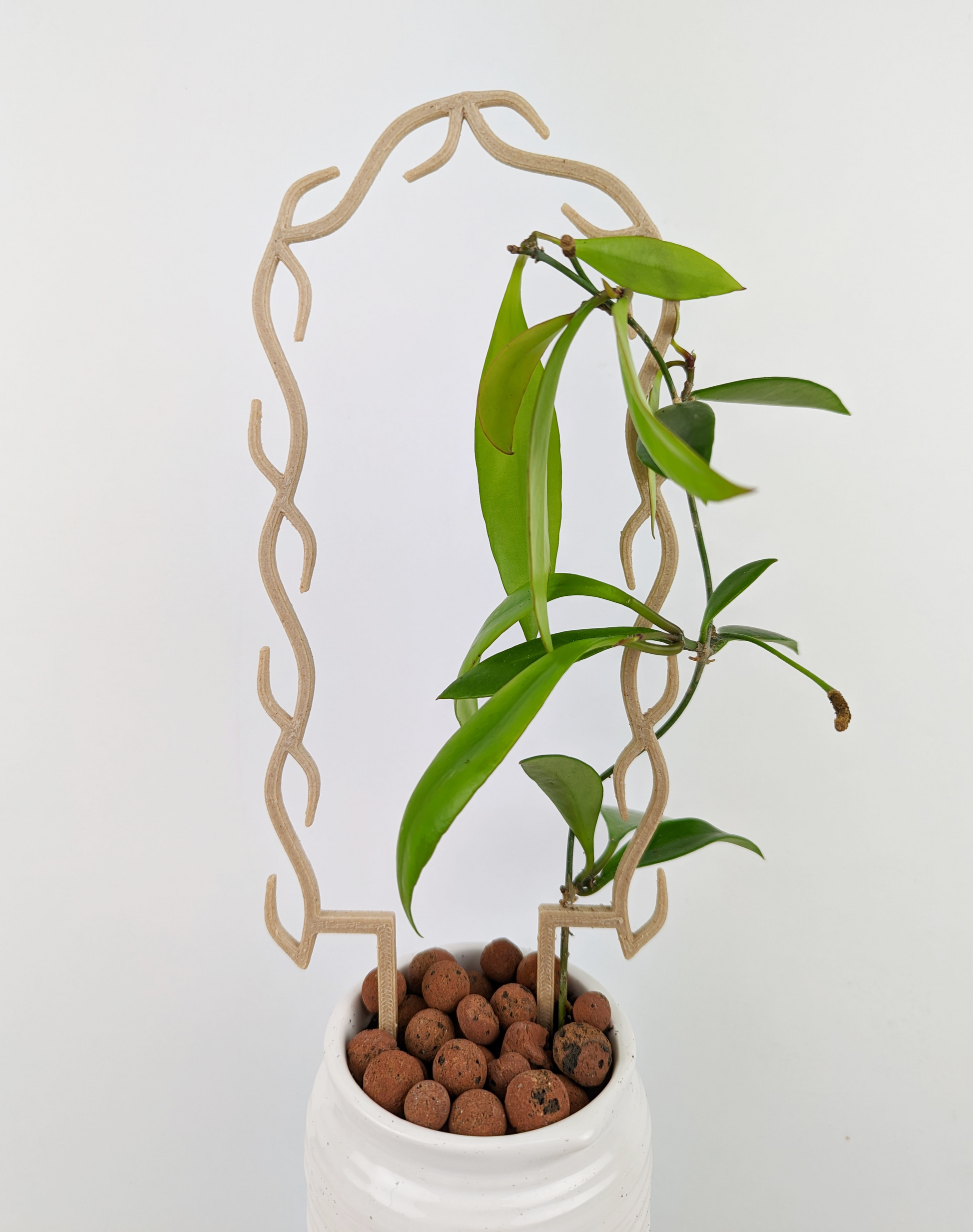 U Wreath Trellis in wood color, supporting a hoya sp. ambon plant. It is in a white ceramic pot with leca.