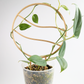 Circulary trellis that is 6 inches in diameter with two wavy horizontal lines running across the center. A scindapsus platinum plant is intertwined in the trellis. The plant is growing in pon in a clear container, and the trellis is stuck in the pon.