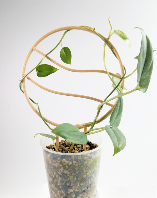 Circulary trellis that is 6 inches in diameter with two wavy horizontal lines running across the center. A scindapsus platinum plant is intertwined in the trellis. The plant is growing in pon in a clear container, and the trellis is stuck in the pon.