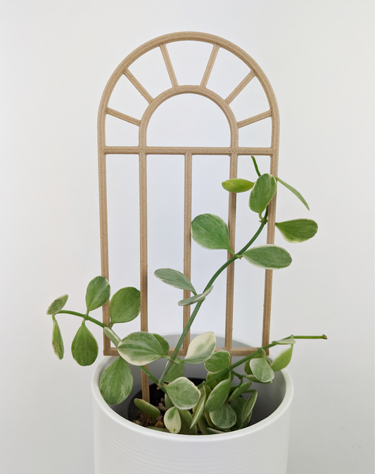 Arch window/radius window trellis in a white pot supporting a small variegated dischida plant