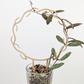 A hoya sigillatis plant growing in a clear glass container with Pon as the growing medium. It is supported by the wreath trellis in wood color.