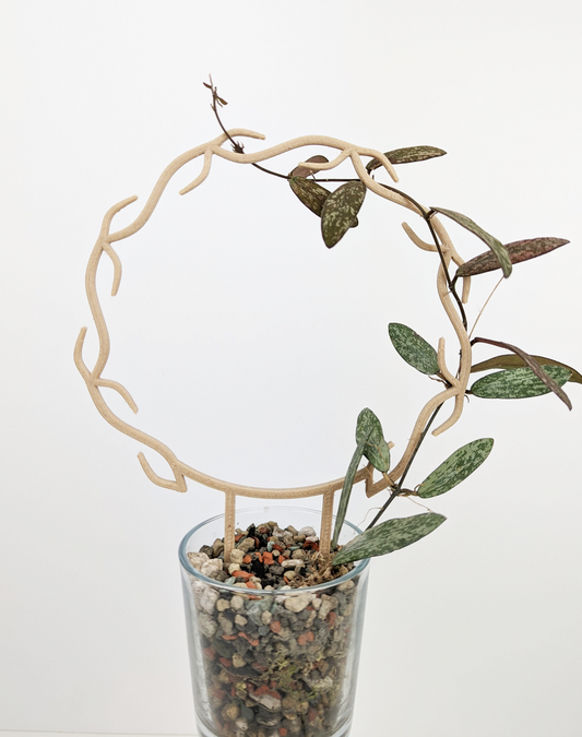 A hoya sigillatis plant growing in a clear glass container with Pon as the growing medium. It is supported by the wreath trellis in wood color.